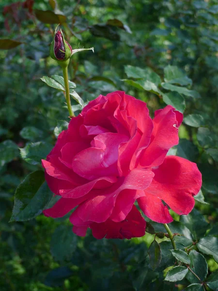 Rosa vermelha / Vermelho encantador — Fotografia de Stock