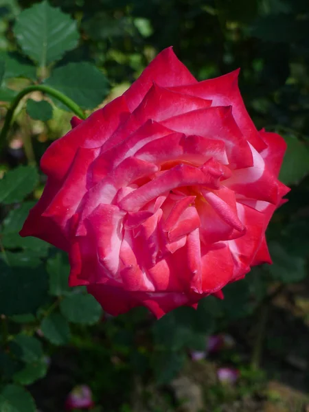 Rosa vermelha / Vermelho encantador — Fotografia de Stock