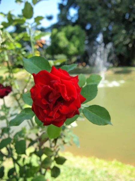 Rosa rossa / rosso incantevole — Foto Stock