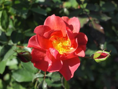 Kırmızı gül / güzel kırmızı