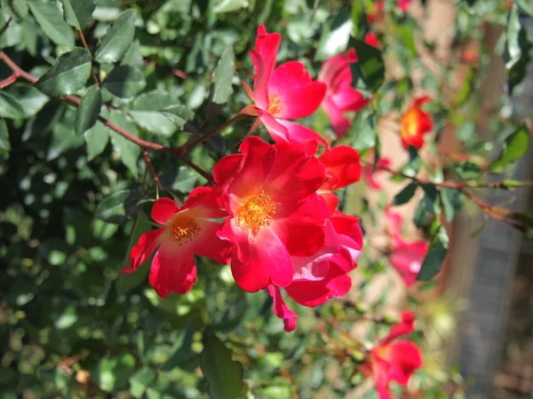 Rosa rossa / rosso incantevole — Foto Stock