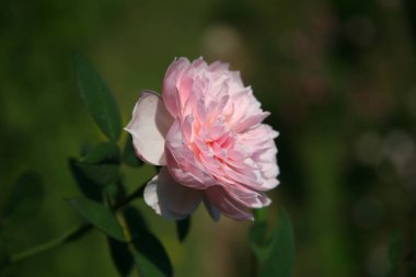 Pembe Gül / sevimli pembe 