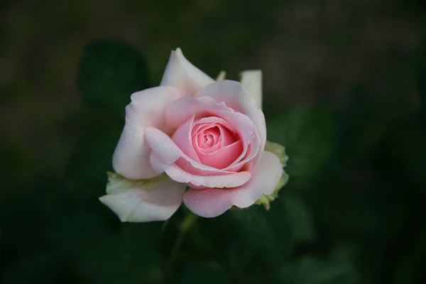 Rosa Rose / lieblich rosa — Stockfoto
