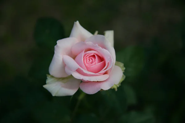 Rosa rosa / rosa encantadora — Foto de Stock