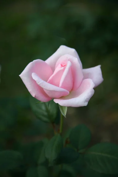 Pembe Gül / sevimli pembe — Stok fotoğraf