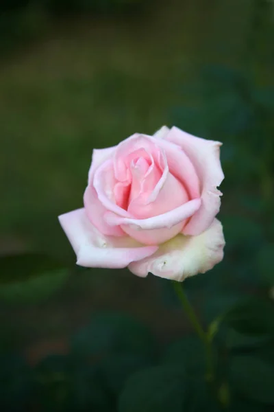 Rose rose / Belle rose — Photo