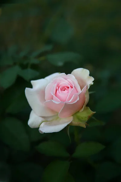 Pink rose  / Lovely pink — Stock Photo, Image