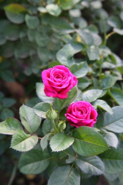 Pembe Gül / sevimli pembe 