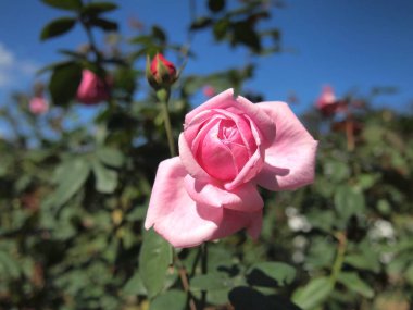 Pembe Gül / sevimli pembe 