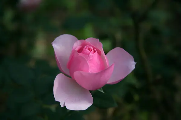 Rosa rosa / rosa encantadora — Foto de Stock