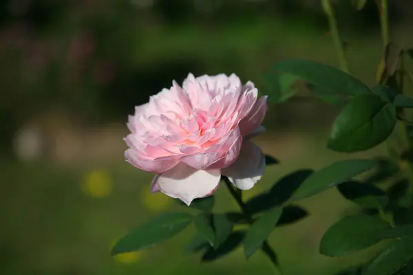 ピンクの薔薇/ピンク — ストック写真