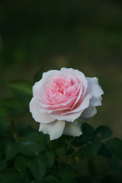 Pink rose  / Lovely pink — Stock Photo, Image