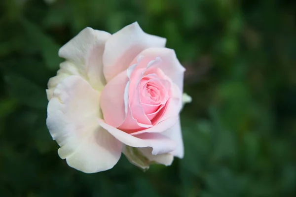 Rosa rosa / rosa encantadora —  Fotos de Stock