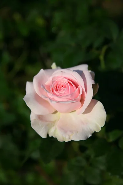 Roze roos / mooie roze — Stockfoto