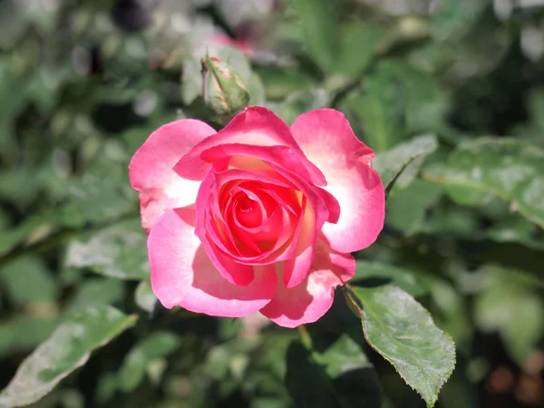 Rosa rosa / rosa encantadora —  Fotos de Stock