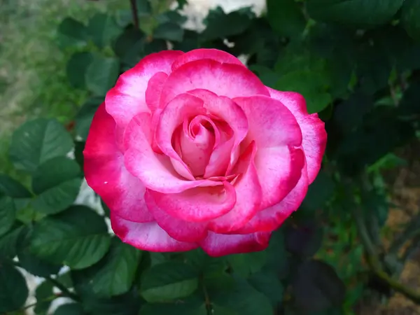 Rosa Rose / lieblich rosa — Stockfoto