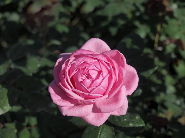 Rose rose / Belle rose — Photo