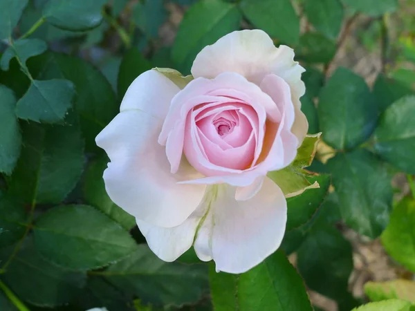 Rose rose / Belle rose — Photo