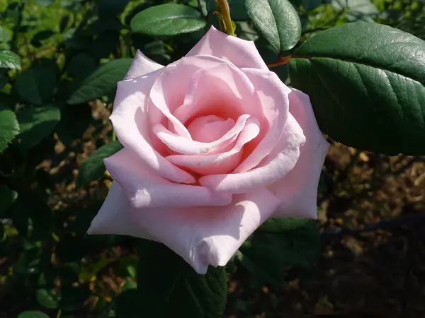 Rosa ros / härlig rosa — Stockfoto
