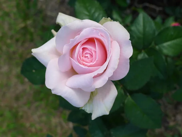 Ροζ τριαντάφυλλο / υπέροχο ροζ — Φωτογραφία Αρχείου