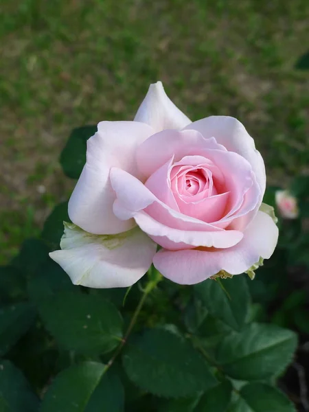 Рожева троянда / Прекрасний рожевий — стокове фото