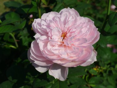 Pembe Gül / sevimli pembe 