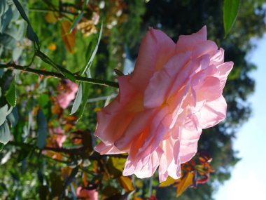 Pembe Gül / sevimli pembe 