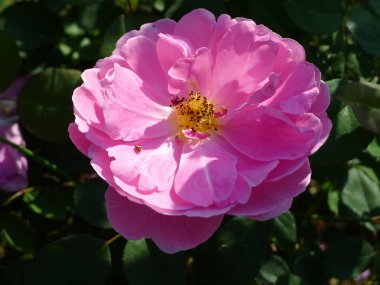 Pembe Gül / sevimli pembe 