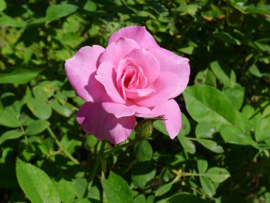 Pembe Gül / sevimli pembe 