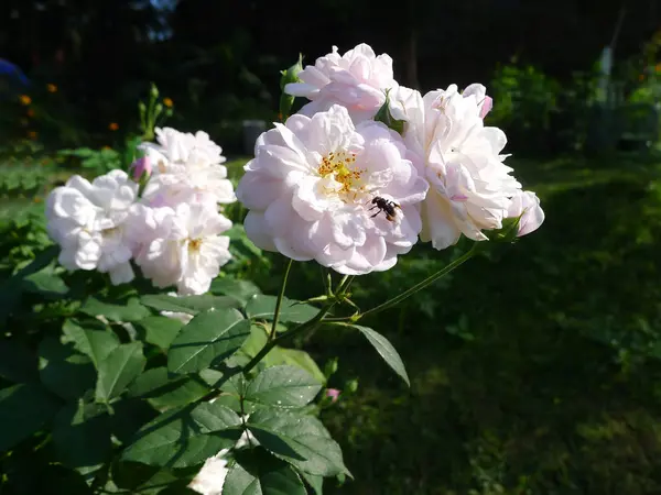 Rosa ros / härlig rosa — Stockfoto