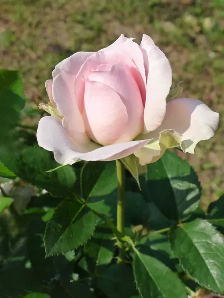 Rosa rosa / rosa encantadora —  Fotos de Stock