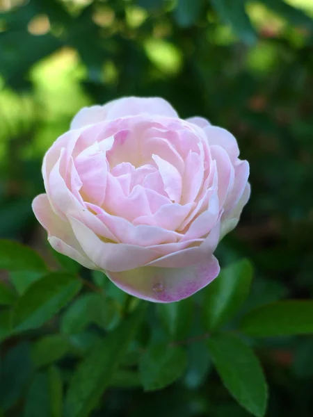 Růžová růže / krásná růžová — Stock fotografie