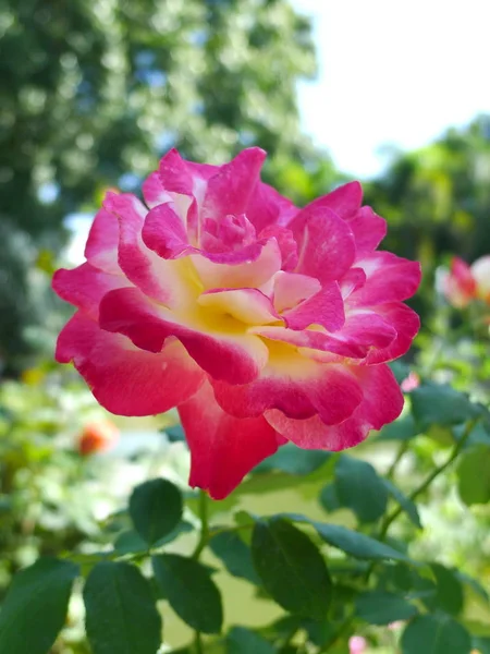 Rosa rosa / rosa lindo — Fotografia de Stock