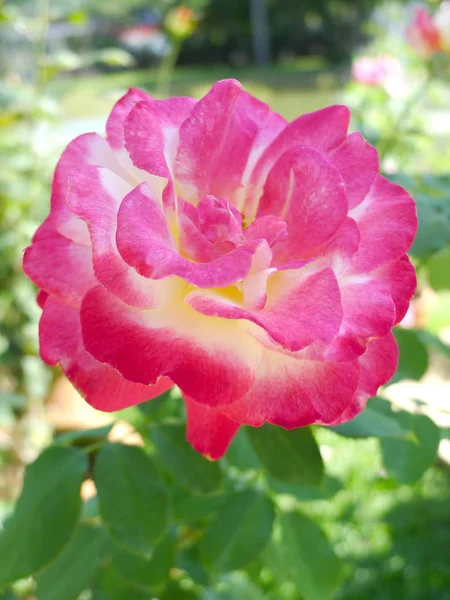 Růžová růže / krásná růžová — Stock fotografie