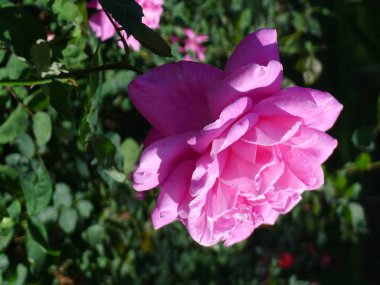 Pembe Gül / sevimli pembe 