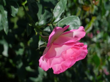 Pembe Gül / sevimli pembe 