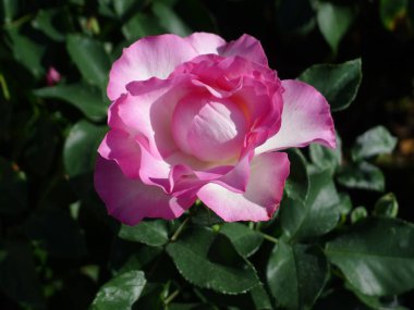 Pembe Gül / sevimli pembe 