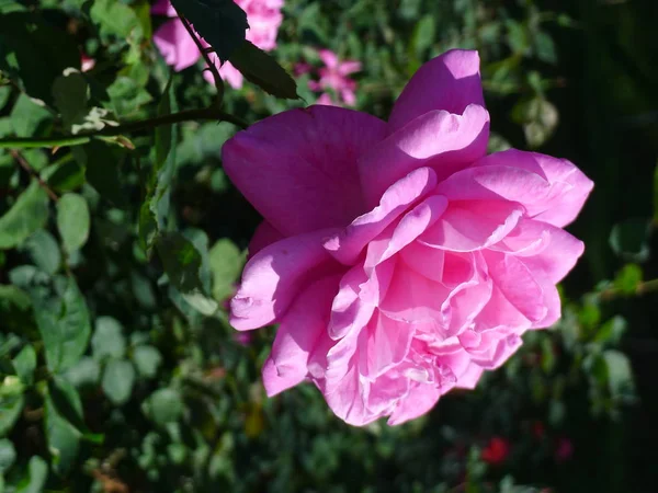 Pembe Gül / sevimli pembe 