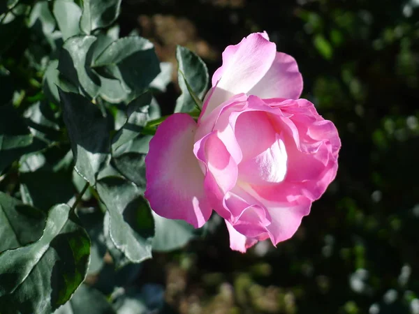 Pembe Gül / sevimli pembe 