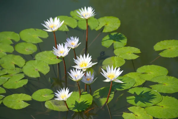 Lirio de loto / agua blanco —  Fotos de Stock