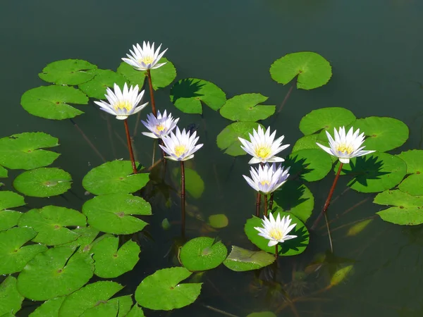 Lirio de loto / agua blanco —  Fotos de Stock