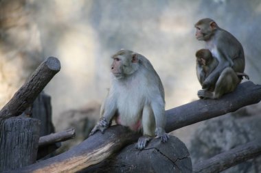 Maymun / Rhesus makak