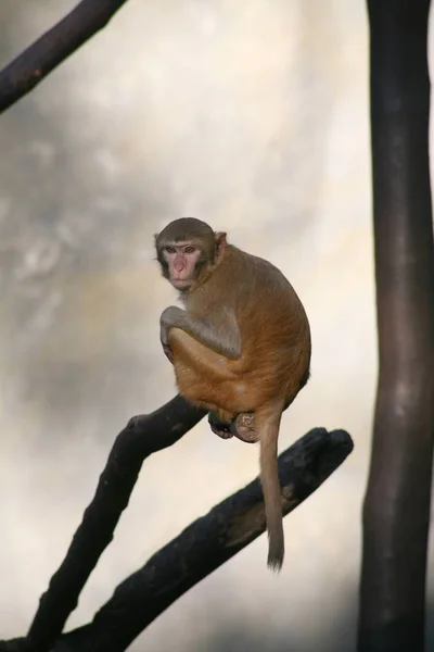 Mono / Rhesus Macaco — Foto de Stock