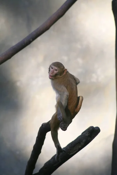 Monkey / Rhesus Macaque — Stock Photo, Image