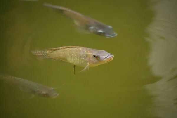 Pesce d'acqua dolce asiatico — Foto Stock