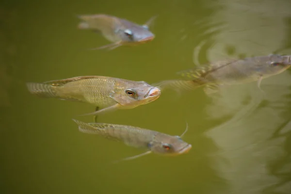 Pesce d'acqua dolce asiatico — Foto Stock