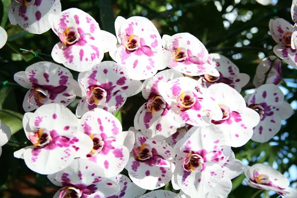 Bílé a fialové orchideje /Tropical orchideje — Stock fotografie