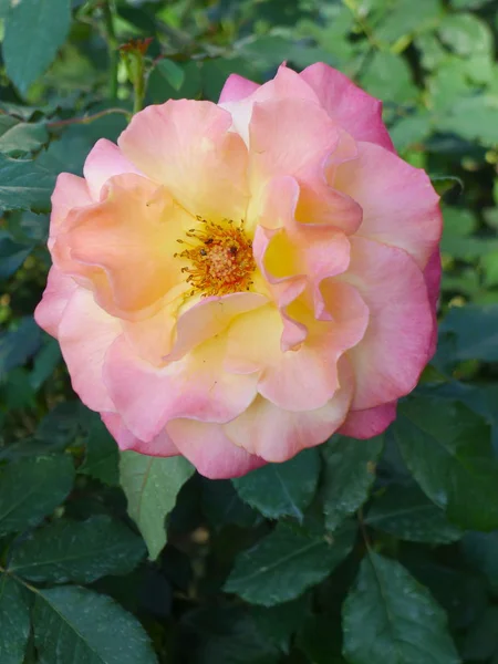 Белая и розовая роза / Розовый сад — стоковое фото