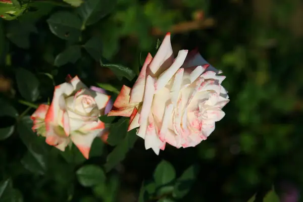 白色和粉红色玫瑰/热带玫瑰花园 — 图库照片