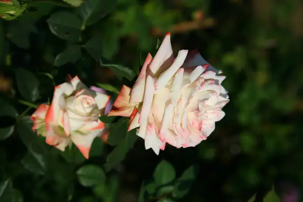 Beyaz ve pembe gül / tropikal gül bahçesi — Stok fotoğraf